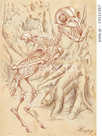 An hand drawn vector - Harpy 14032967