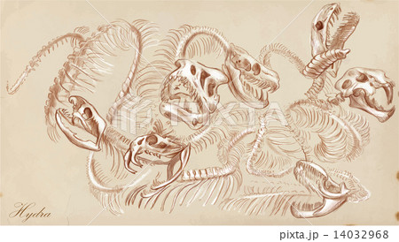 An hand drawn vector - Hydra 14032968