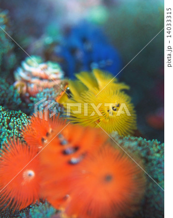 イバラカンザシ 14033315