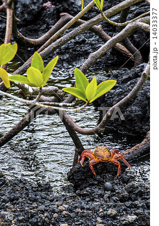 Sally Lightfoot Crab ore Red cliff crab from Galapagos Islands, Sally Lightfoot Crab ore Red cliff crab from Galapagos Islands, 14033377