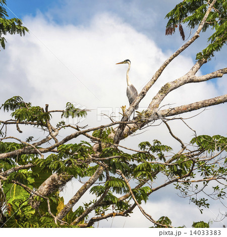 Big gray heron, Lake Cuyabeno Laguna Grande. Ecuador 14033383