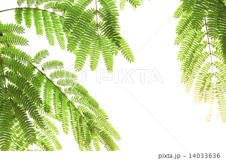 ネムノキの若葉 ネムノキの若葉 14033636