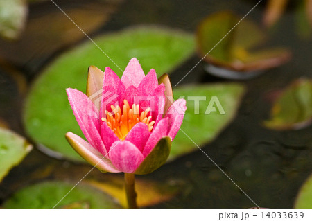 ピンクの睡蓮の花と葉 14033639