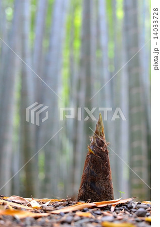 たけのこ 14033728