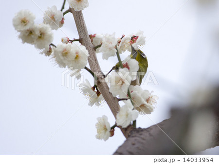白梅の蜜を吸うメジロ 白梅の蜜を吸うメジロ 14033954