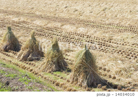 稲藁 14034010