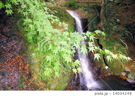 静岡県伊豆半島、鮮やかな緑が燃えるもみじの高原の山合いから小さな滝が流れ落ちる 静岡県伊豆半島、鮮やかな緑が燃えるもみじの高原の山合いから小さな滝が流れ落ちる 14034249