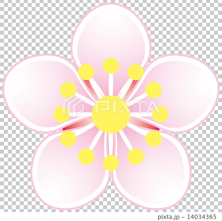 Seasonal green flower tree - White flower flower (flower) Seasonal green flower tree - White flower flower (flower) 14034365