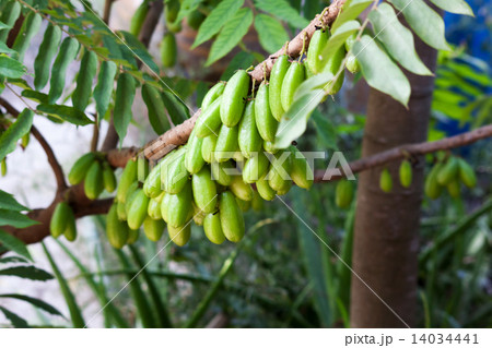 Averrhoa Bilimbi 14034441