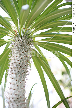 アアソウカイ(パキポディウム・ゲアイー) アアソウカイ(パキポディウム・ゲアイー) 14034464