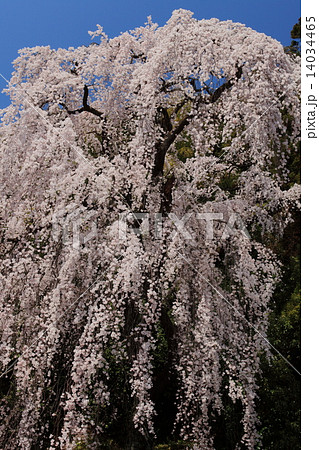 梅岩寺のしだれ桜 梅岩寺のしだれ桜 14034465