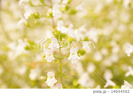 カラミンサ 14034502