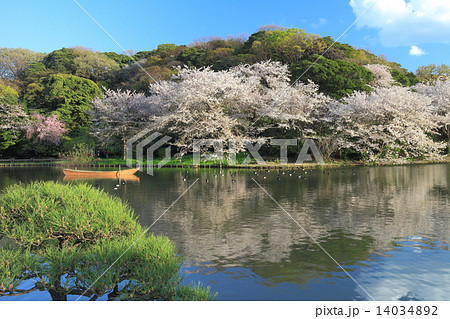 三溪園の桜 14034892