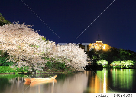 三溪園の夜桜 三溪園の夜桜 14034904
