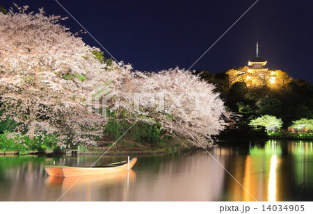 三溪園の夜桜 14034905