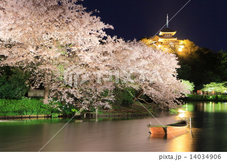 三溪園の夜桜 三溪園の夜桜 14034906