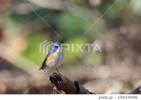 ルリビタキ ルリビタキ 14034996