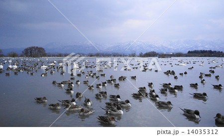 カモと白鳥の湖 カモと白鳥の湖 14035312
