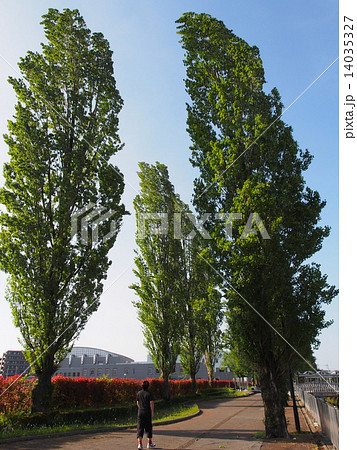 強風が吹くポプラ並木道 強風が吹くポプラ並木道 14035327