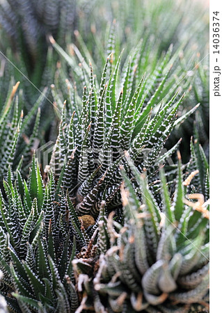 ハオルシア・十二の巻 ハオルシア・十二の巻 14036374