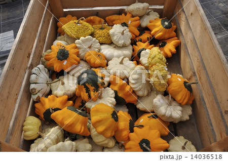 色んなズッキーニ 色んなズッキーニ 14036518