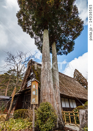 下呂温泉合掌村　旧岩崎家と夫婦杉 14036565