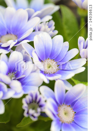 サイネリア・ティアブルー サイネリア・ティアブルー 14036613