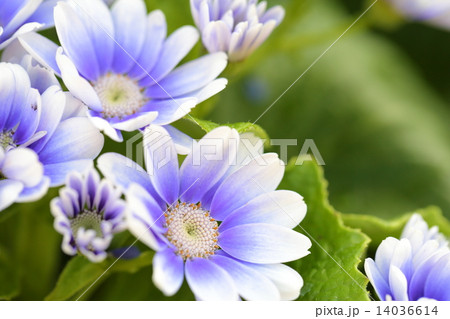 サイネリア・ティアブルー 14036614