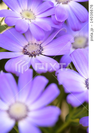 セネキオ 14036676