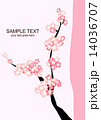 桜 14036707