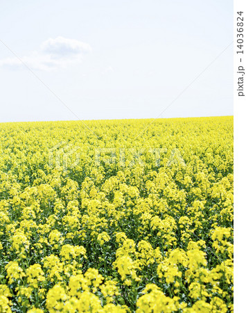 菜の花 14036824