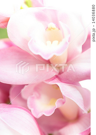 シンビジウム・ミマスイーツ 14036880