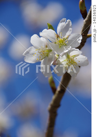 桜 14036925