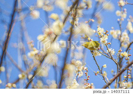 梅とメジロ 14037111