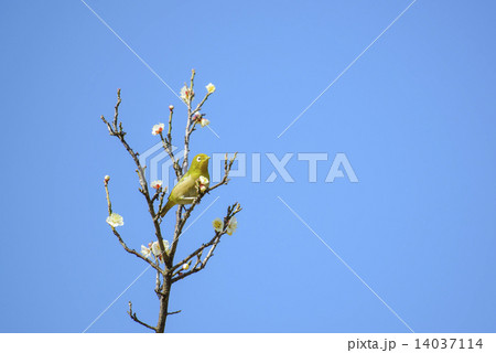 梅とメジロ 14037114