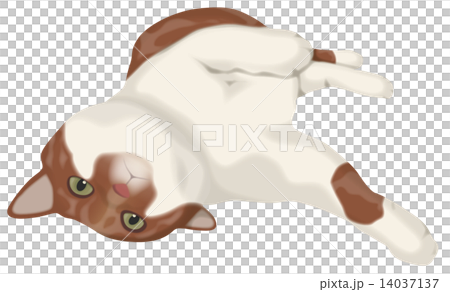 Rolling tea white cat 14037137