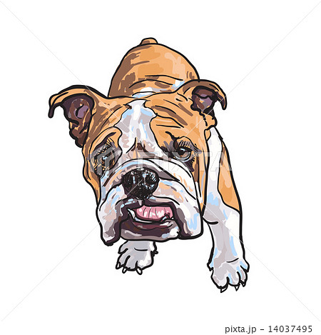 Young bulldog Young bulldog 14037495