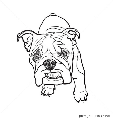 Young bulldog Young bulldog 14037496