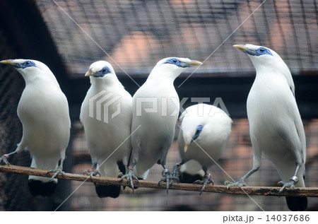 Bali Starling Indonesia Bali Starling Indonesia 14037686