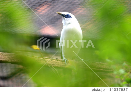 Bali Starling Indonesia 14037687