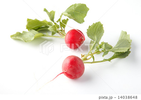 ラディッシュ 14038648