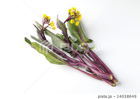 コウタイサイ 14038649