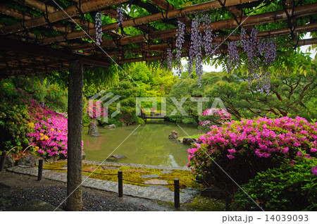 京都　城南宮の春 14039093
