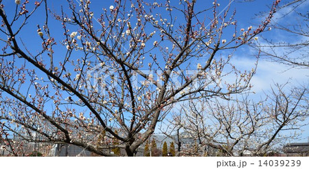 八重茶青　梅花 14039239