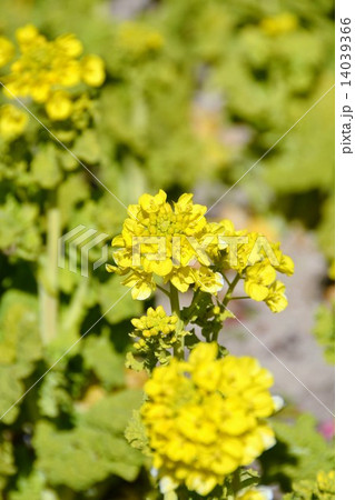 菜の花畑 菜の花畑 14039366