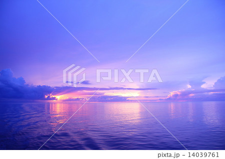 Purple Moring 14039761