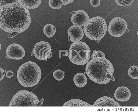 スギ花粉の写真素材