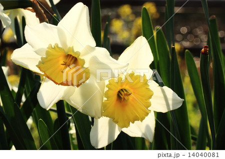 水仙 水仙 14040081