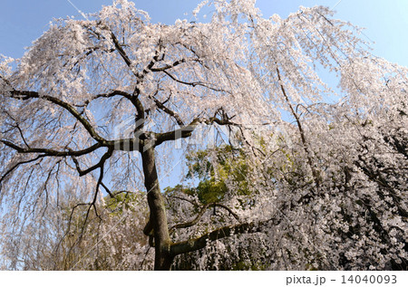 京都御苑の枝垂れ桜 14040093