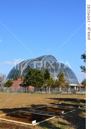 亜熱帯植物園 夢の島公園 東京都江東区夢の島 の写真素材